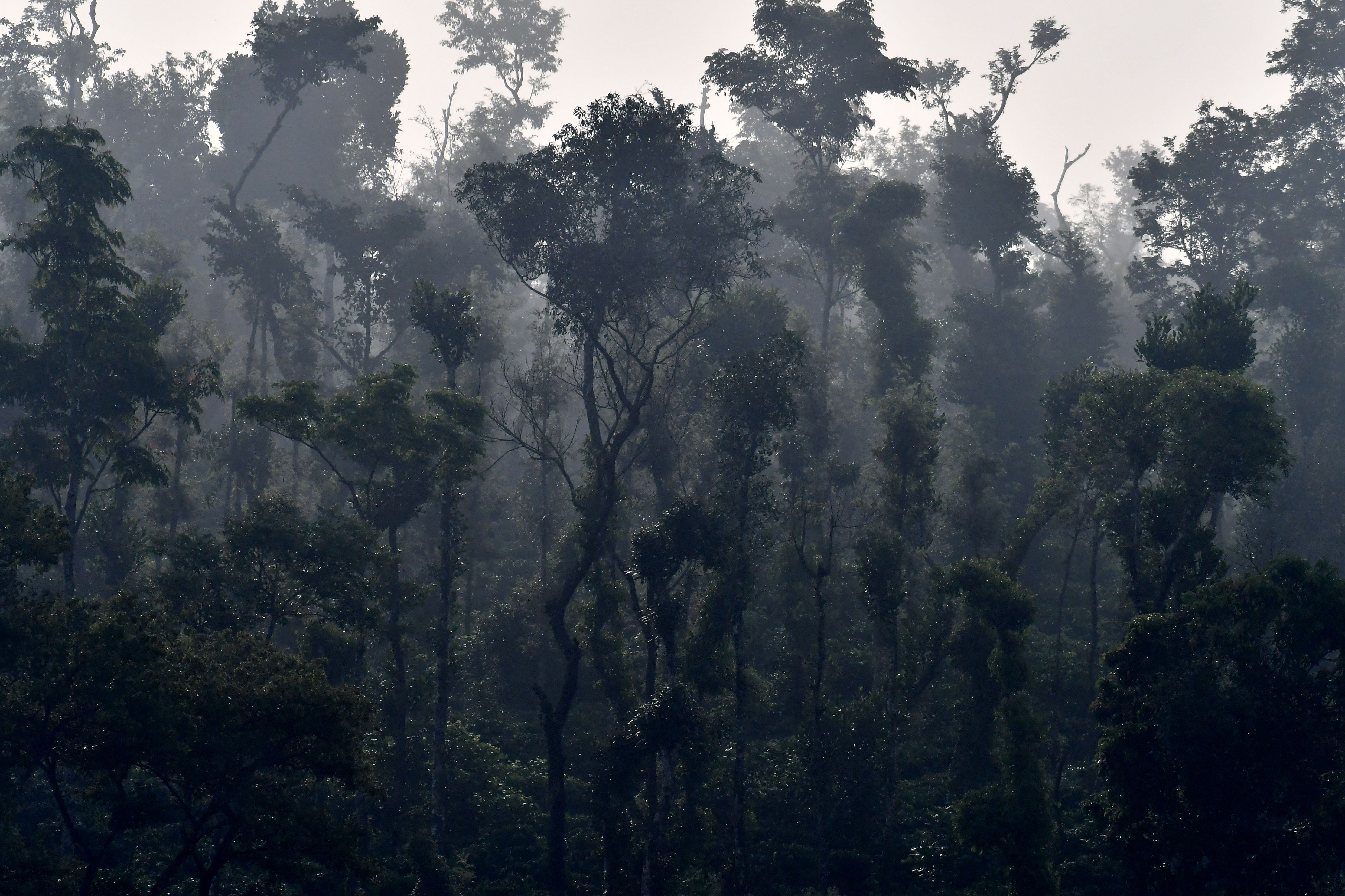 Swasya Sannidhi — Misty estate landscape