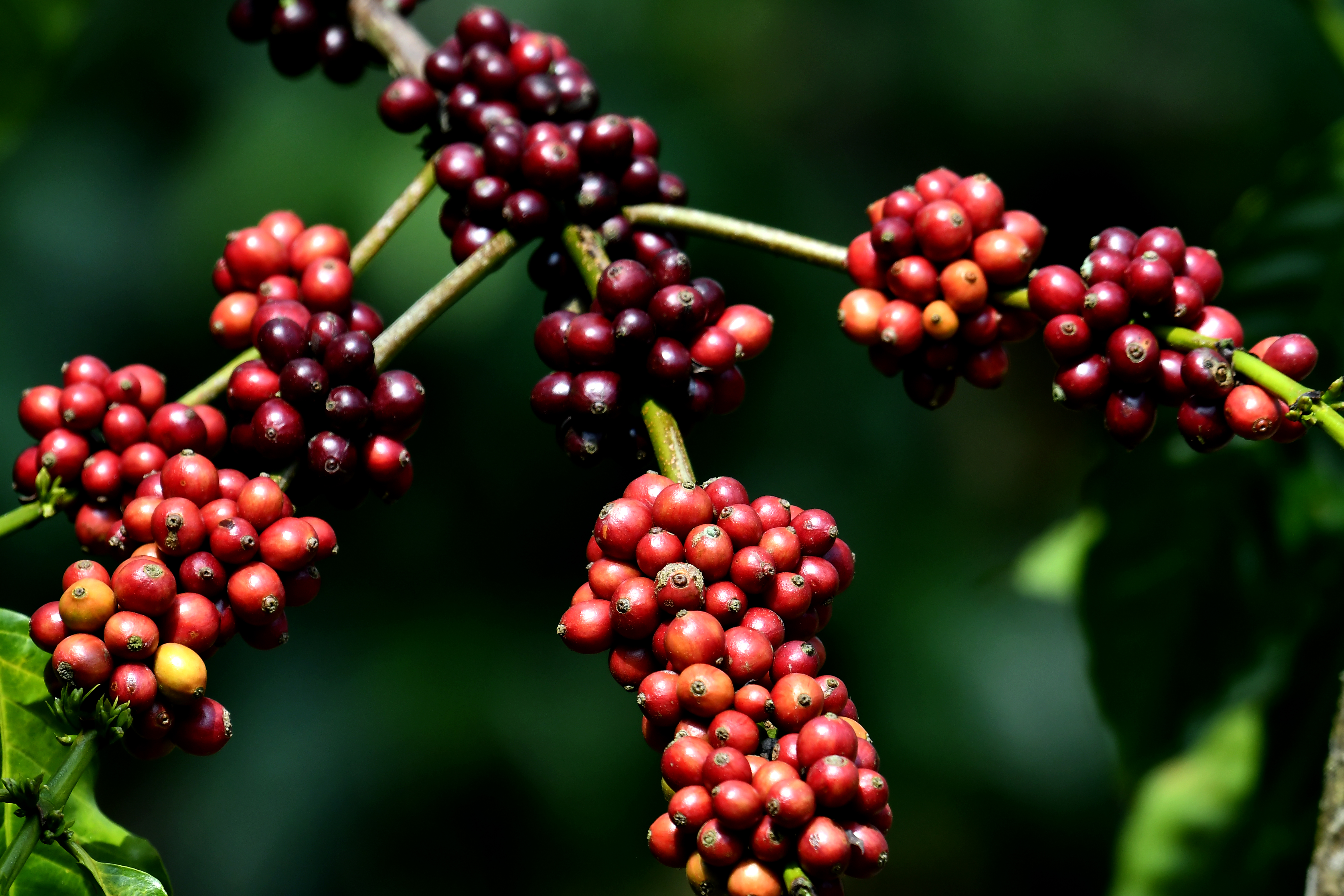 Quality Coffee Berries
